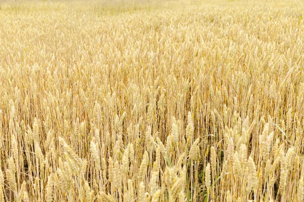 Paisagem de campo de trigo — Fotografia de Stock