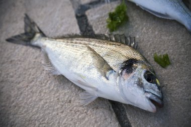 orada balık yakın çekim