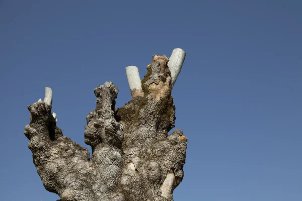 Stump — Stock Photo, Image