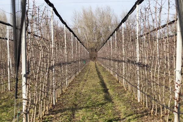 Plantation de verger de pommiers — Photo