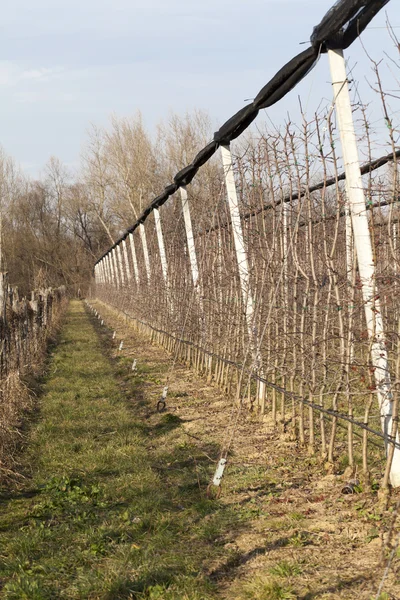 Plantation de verger de pommiers — Photo