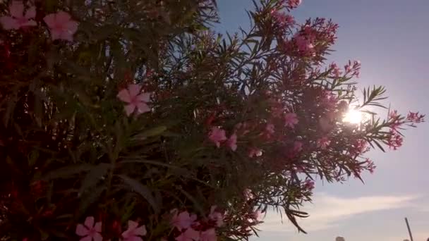 Розовый бугенвиллийский цветок над голубым небом. Низкоугольный вращающийся кадр — стоковое видео