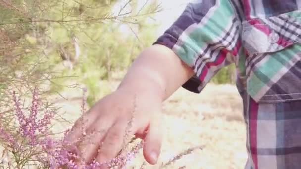 Kleinkind mit Gesichtsmaske im Park berührt Busch mit lila rosa Blüten — Stockvideo