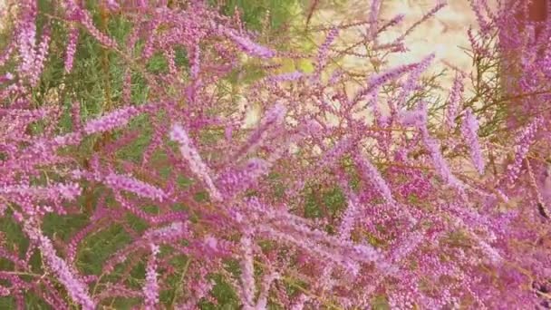 Belles fleurs violettes sur le buisson et l'enfant près de lui — Video