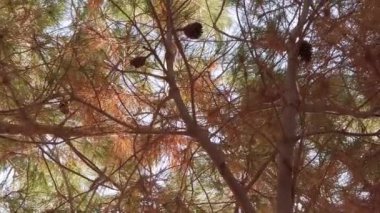 Güneşli yaz gününde çam kozalaklı Evergreen ormanı. Sinema yavaş çekim alçak açı çekim