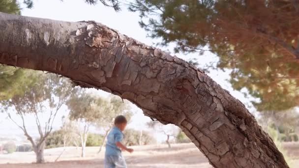 Blízký záběr kůry stromu. Batole hraje v pozadí — Stock video