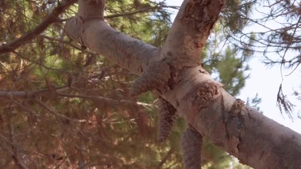 Přírodní pozadí. Záběr zblízka na borovice na větvi. Zpomalený pohyb — Stock video