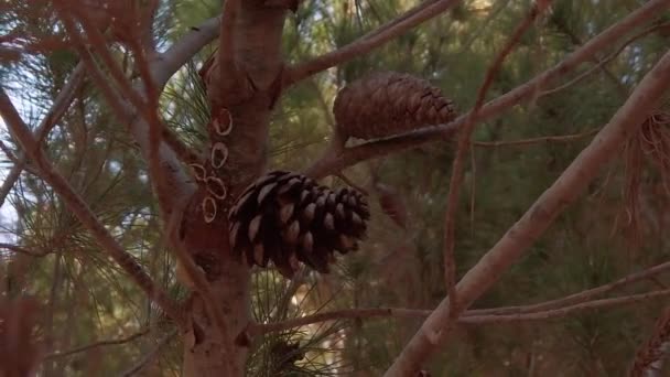 Natur im Hintergrund. Nahaufnahme der Tannenzapfen auf dem Ast. Zeitlupe — Stockvideo