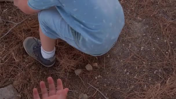 Lindos hermanos explorando el suelo del bosque. Recoger piedras y caracoles — Vídeos de Stock