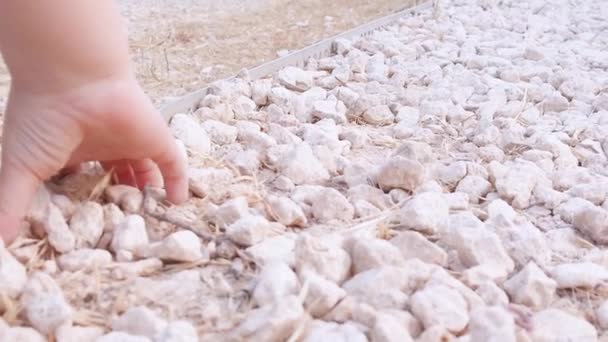 Close up, toddlers hand picking up small white stoens in the park — Stock Video