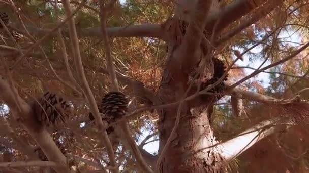 Fondo de la naturaleza. Primer plano en las piñas de la rama. Movimiento lento — Vídeo de stock