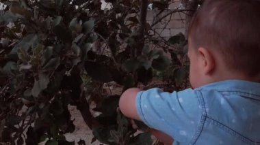 Küçük bir çocuk duvarın yanında eski yaprakları yırtıyor.