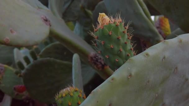 Molti bei cactus da vicino nella natura con bellissimi fiori — Video Stock