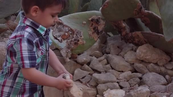 Un petit garçon tire une pierre d'une pile près de nombreux cactus — Video