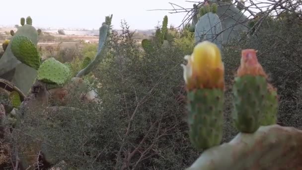 Yaprakları ve çiçekleri farklı renklerde olan çok sayıda kaktüsü olan güzel bir hayvan. — Stok video