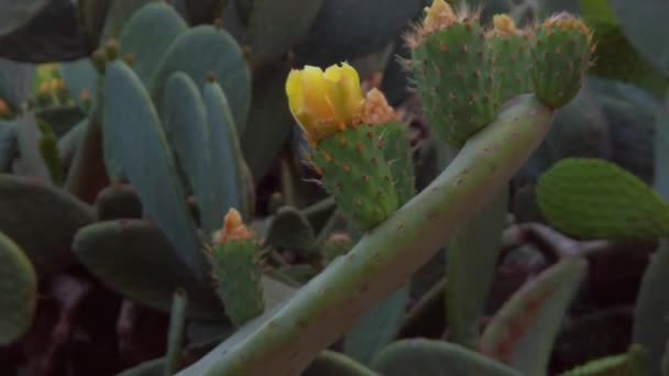 Beaux cactus à côté d'un mur de pierre et des arbres dans le parc — Video
