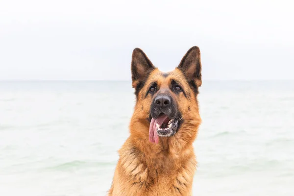Sahildeki güzel Alman çoban köpeğinin portresi, arka planda deniz manzarası. Dilini çıkarmış mutlu bir yüz. Safkan hayvan. Ev hayvanı. İnsan en iyi dostu ve muhafızı.