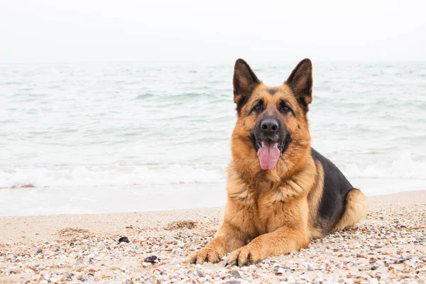 Güzel Alman çoban köpeği kumsaldaki safkan hayvanın kumsalında yatıyor. Ev hayvanı. Dilini çıkarmış mutlu bir yüz. İnsan en iyi dostu ve muhafızı.