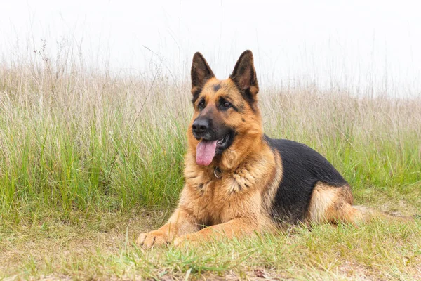 Hermoso Perro Pastor Alemán Encuentra Hierba Animal Raza Pura Mascota — Foto de Stock