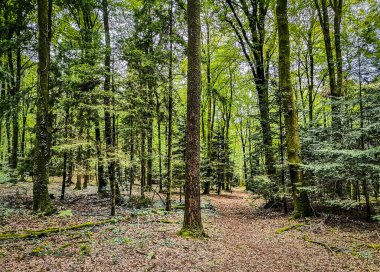 Fougeres Ormanı 'ndaki ağaçların yoğun nüfusuna bakın. Yerde ölü yapraklarla kaplı, Brittany, Fransa.