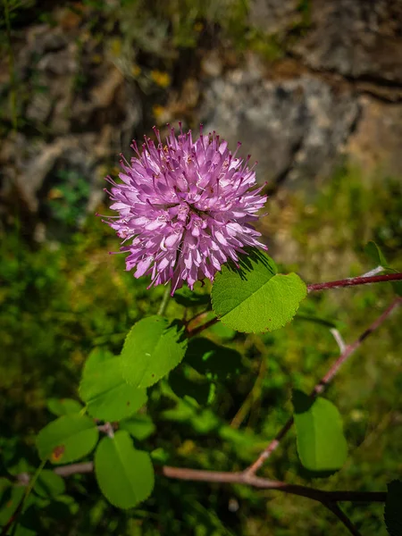Közelről Egyetlen Vad Fokhagyma Virág — Stock Fotó