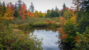 Quebec eyaleti, Kanada, Eylül 2019, Lac Delage kıyısının manzarası yemyeşil bir bitki örtüsüyle çevrili.