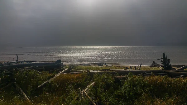 Pohled Mrtvé Stromy Pobřeží Národního Parku Forillon Provincie Quebec Kanada — Stock fotografie