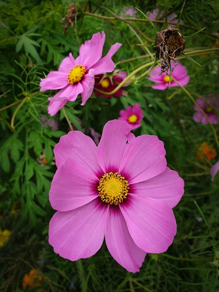 Nahaufnahme Von Rosa Kosmos Blumen Voller Blüte — Stockfoto