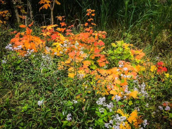 Primer Plano Los Brotes Arce Jóvenes Entre Otras Plantas Flores — Foto de Stock