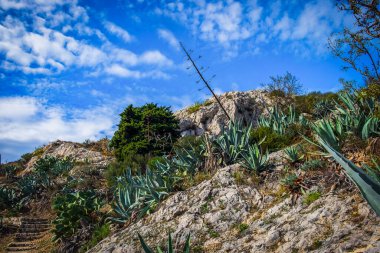 Agave Americana on the hill of La Garde in Marseille, France