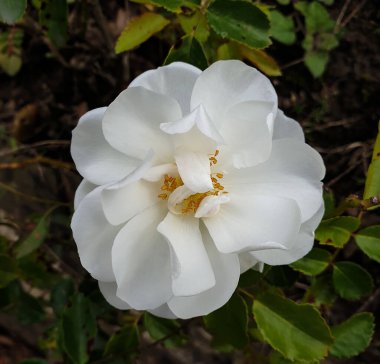 Güney Fransa 'da bir bahçede, beyaz bir Rosehip çiçeğinin yakınında.