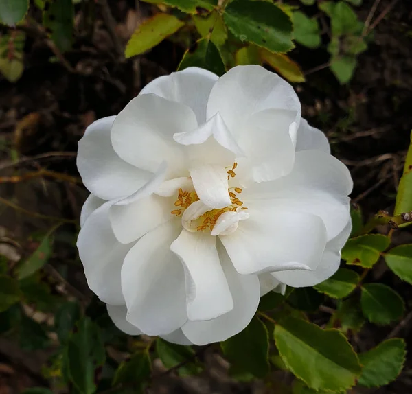 Close White Rosehip Flower South France Garden — Stock Photo, Image