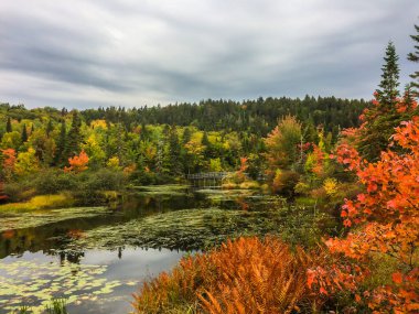 Kanada 'nın Quebec kenti yakınlarındaki Marais du Nord bataklıklarında yemyeşil bir bitki örtüsü.