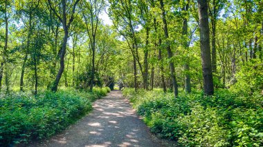 View of a pathway on Wimbledon Common in spring