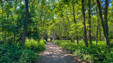View of a pathway on Wimbledon Common in spring