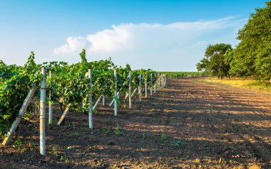 Bağ alanı ile asma willows