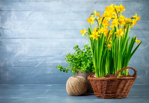 Banda žlutý Narcis v wattled košíku — Stock fotografie