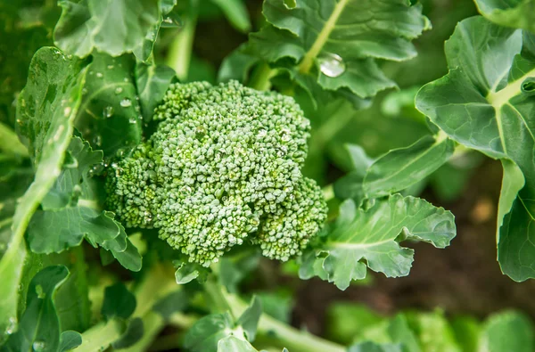 Cabbage broccoli with green leaves — Stock Photo, Image