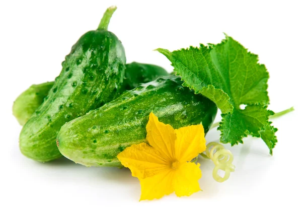 Pepino verde fresco com folha e flor — Fotografia de Stock