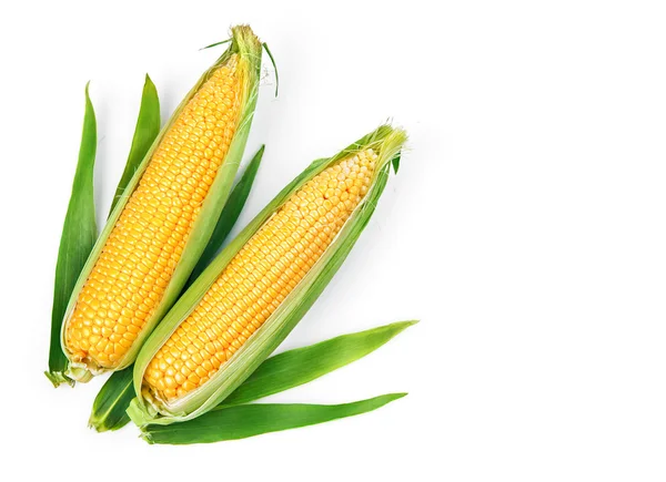 Corn corncob with green leaves ripe vegetables — Stock Photo, Image