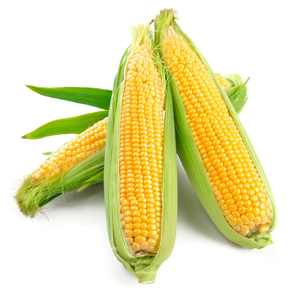 Свежая кукуруза с зеленым листом. Изолированные на белом