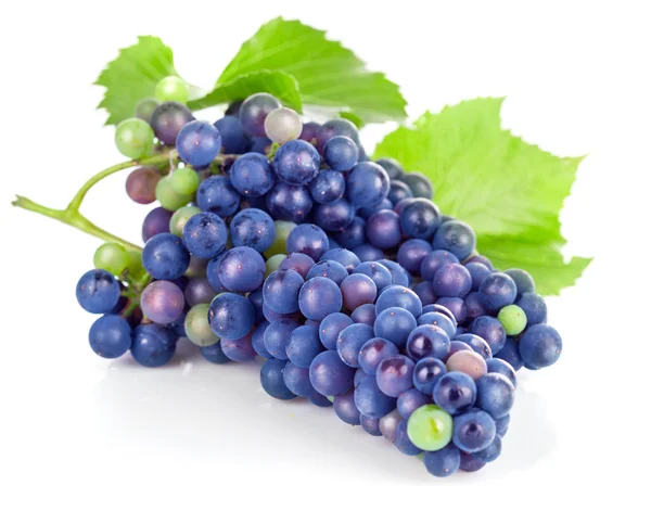 Cluster blue grapes with green leaf — Stock Photo, Image