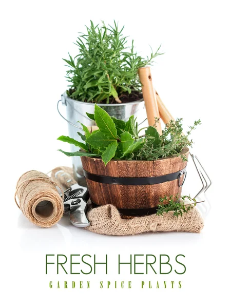 Fresh green herbs with garden tools — Stock Photo, Image