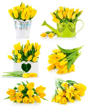 Küme grup Sarı laleler