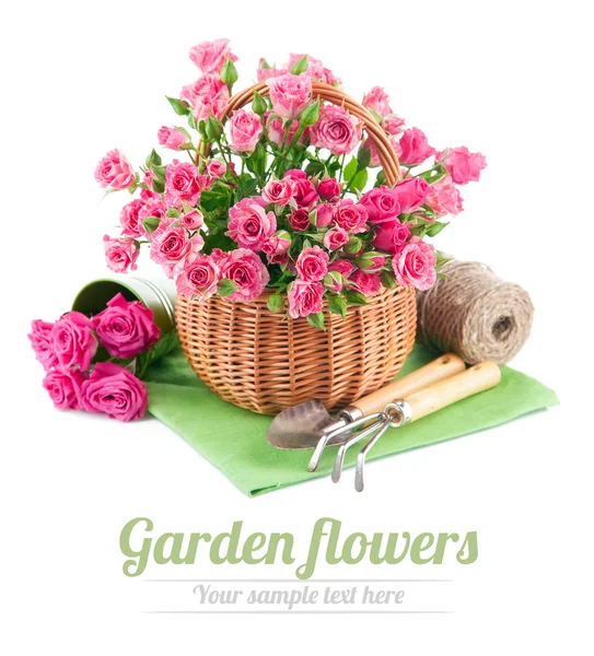 Haufen rosa Rosen im Korb mit Gartengeräte — Stockfoto
