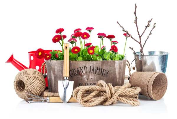 Spring flowers in wooden bucket with garden tools — Stock Photo, Image