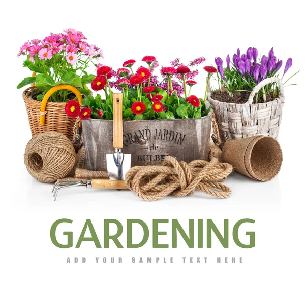 Spring flowers in wooden bucket with garden tools — Stock Photo, Image