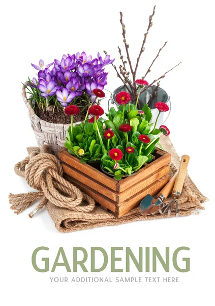 Frühlingsblumen im Holzeimer mit Gartengeräten — Stockfoto