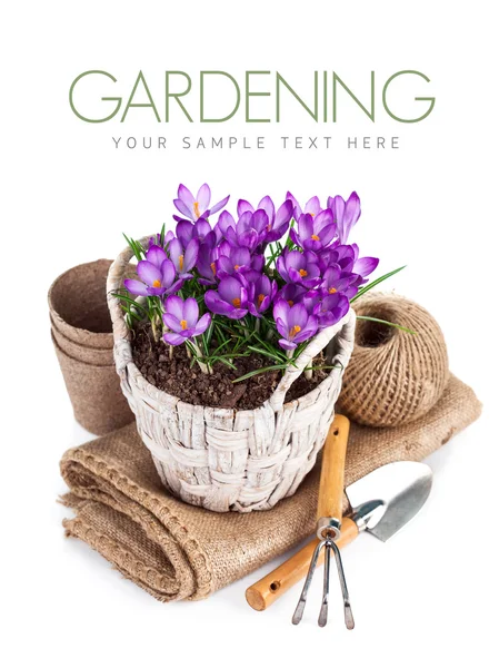 ガーデン ツール付き籐バスケットの春の花 — ストック写真