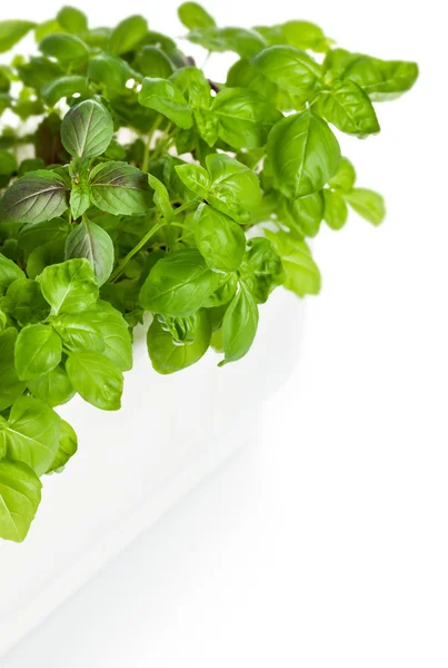 Hojas de albahaca en cubo blanco — Foto de Stock